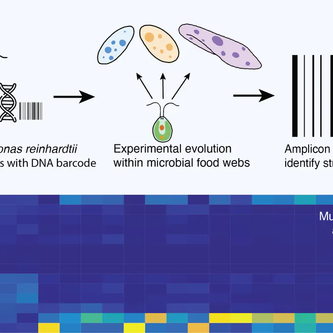 Predator richness and prey genetic diversity co-determine prey rapid evolution