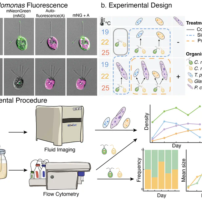 Food-web context determines evolutionary responses to warming